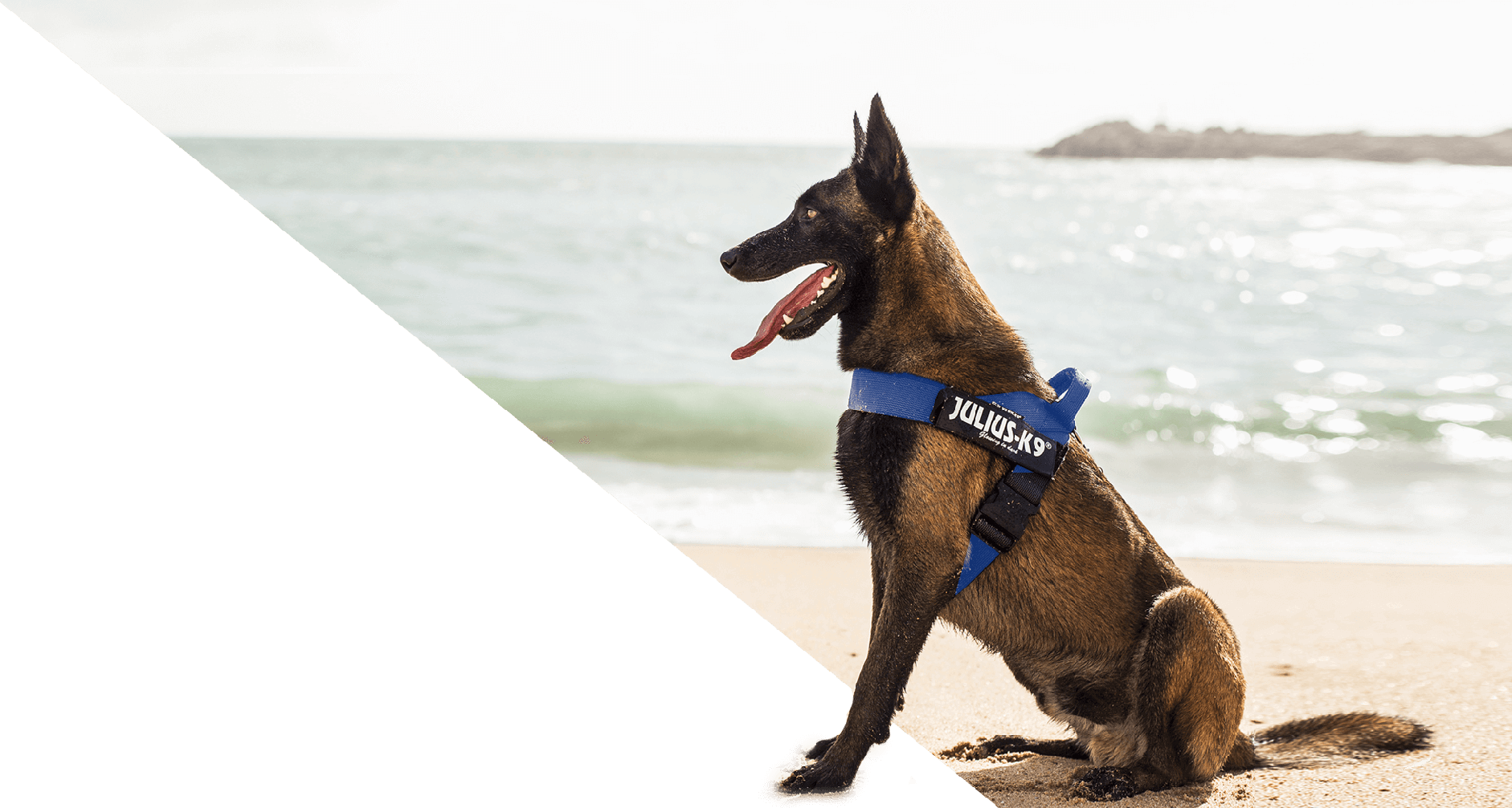 canine dog harness