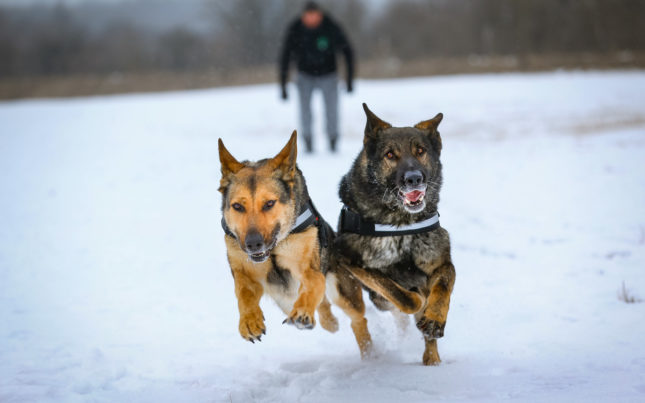 julius-k9-winter-shooting03