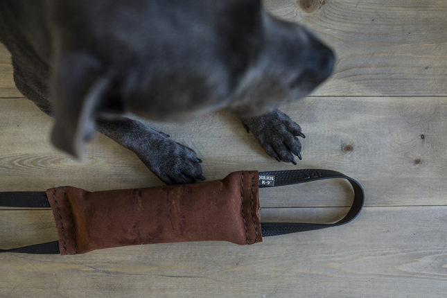 Regentag – Was tun mit dem Hund?