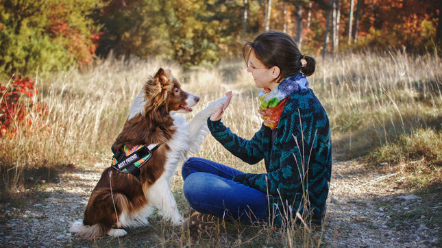 replaceable patches Julius-K9 replaceable patches Julius-K9