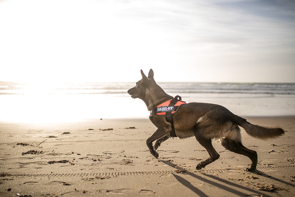 julius k9 long walk harness