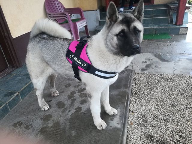 maja
