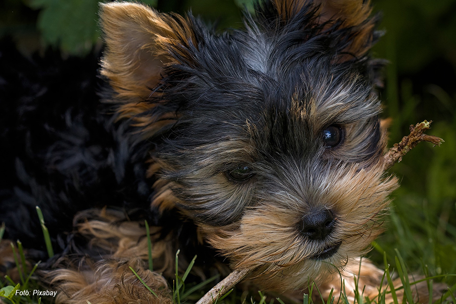 yorkie