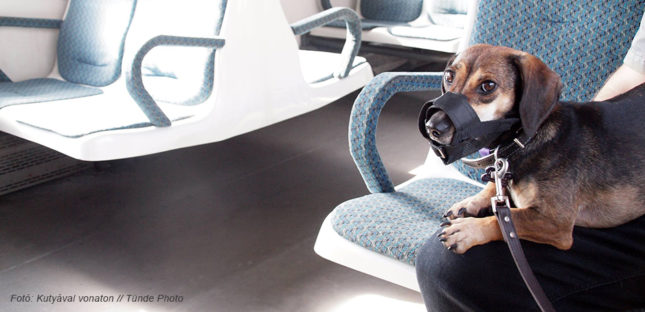 kutyával vonaton