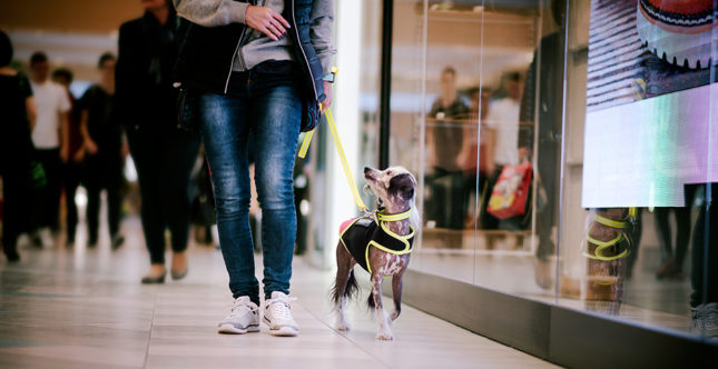 Kutyával a plázában