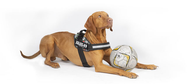 Football Edition - Julius-K9®