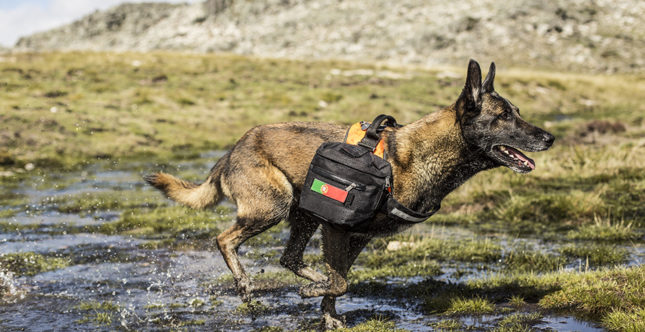 Nutritional joint supplements Nutritional joint supplements