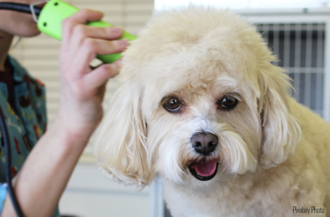 Kutyakozmetika Kutyakozmetika