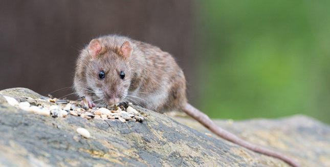 rat Dogs catching rats