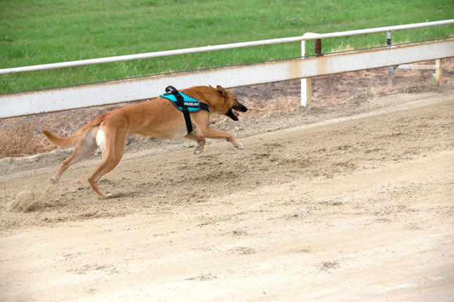 JULIUS-K9® IDC® Powerhám futás teszt