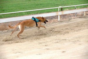 JULIUS-K9® IDC® Powerharness run performance test