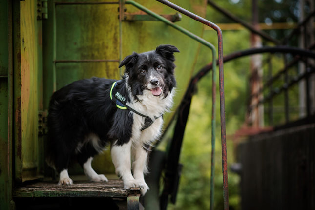 Should I Have My Dog Neutered? Should I Have My Dog Neutered?