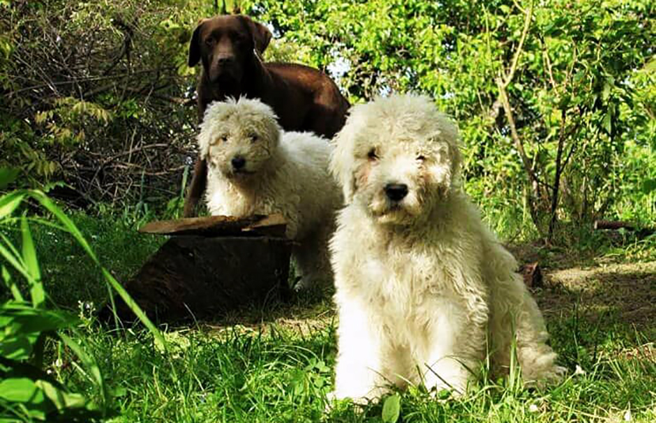 Mamut és Paput - Komondorok a farmon