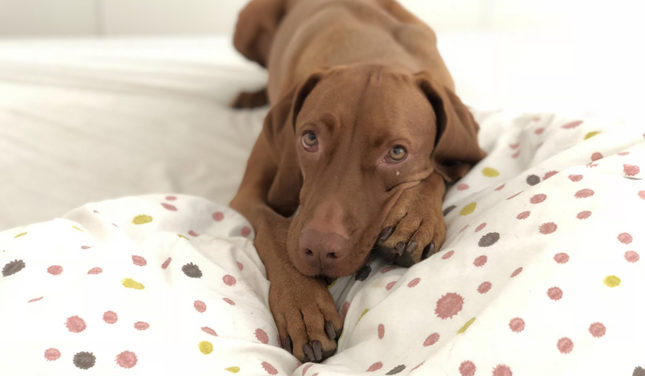 Should Your Dog Be Allowed in Your Bed? Should Your Dog Be Allowed in Your Bed?