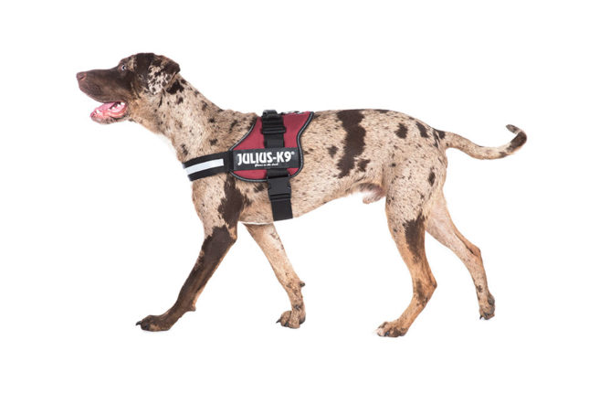 die-besten-hundegeschirre