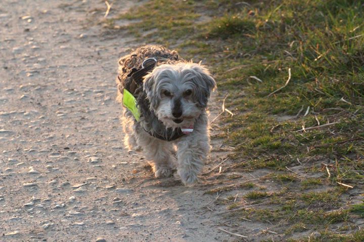 JULIUS-K9® has been proven in a long-term test