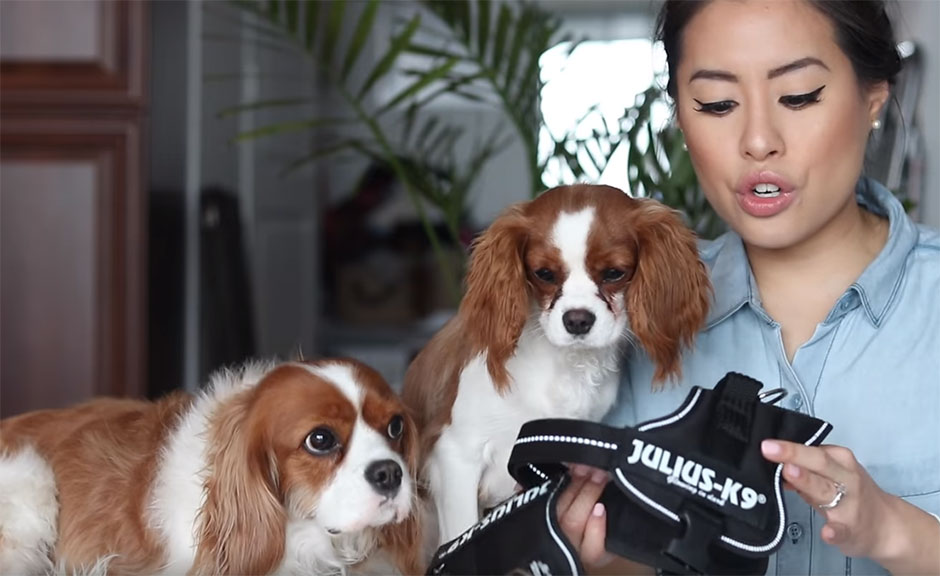 julius k9 cavalier king charles