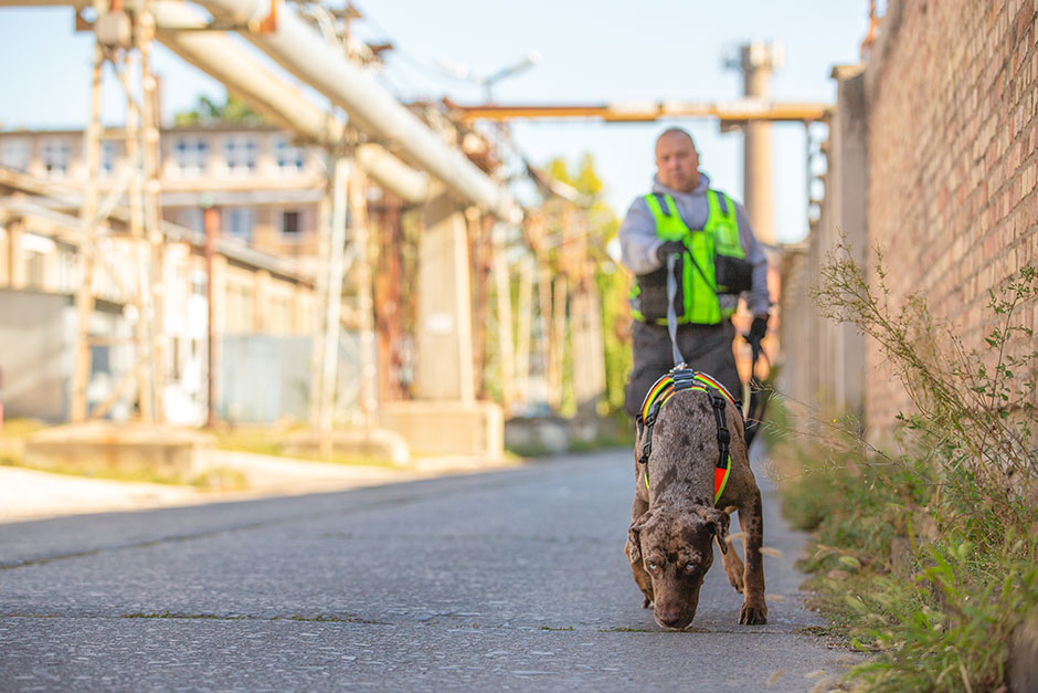 Kater Leo vor dem Verhungern gerettet