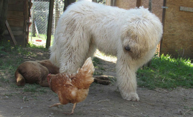 Julius-K9 blog - Állatok a tanyán