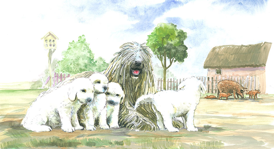 9 magyar fajta akkor és most – A komondor 9 magyar fajta akkor és most – A komondor