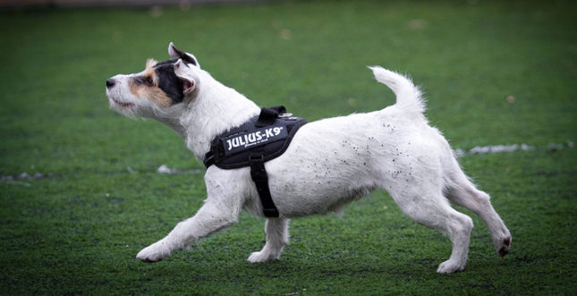 Telegraph article about dog harnesses