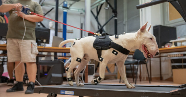 Biomechanical analysis of the canine kinematics of different harnesses