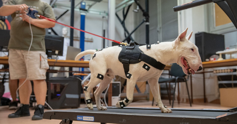 Biomechanical analysis of the canine kinematics of different harnesses