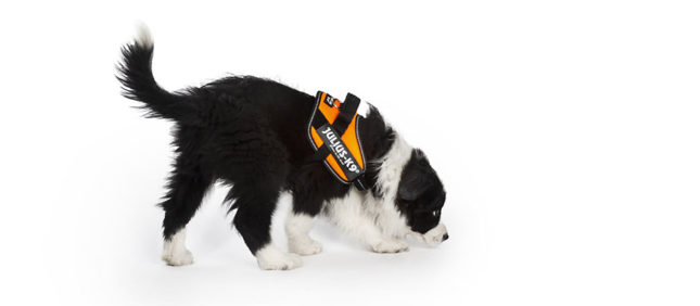 What makes puppies so expensive? What makes puppies so expensive?