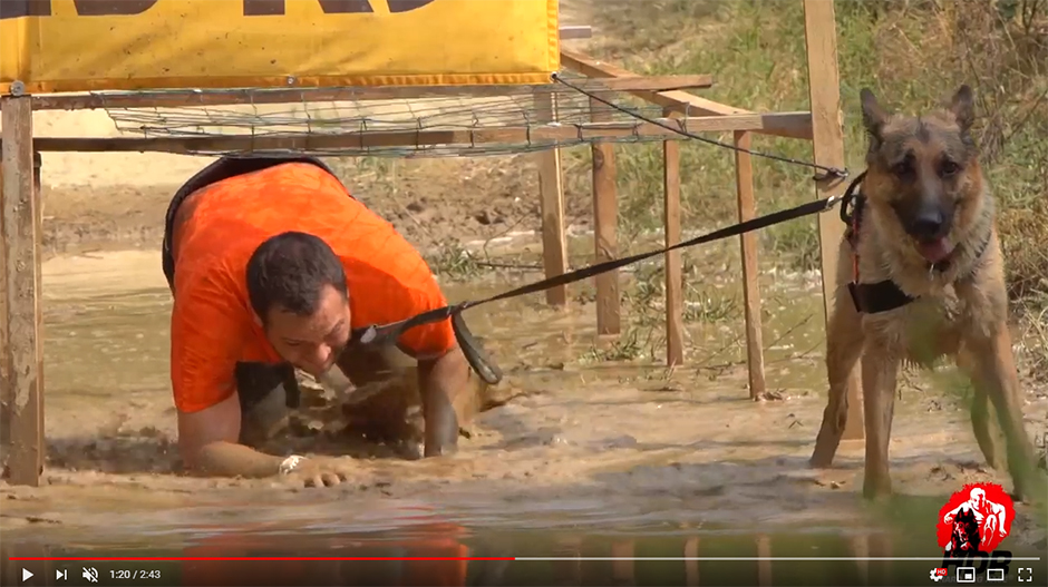 What Do Dogs Teach Us?