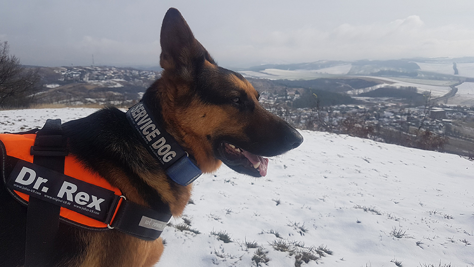 A doctor with a dog and a doctor dog