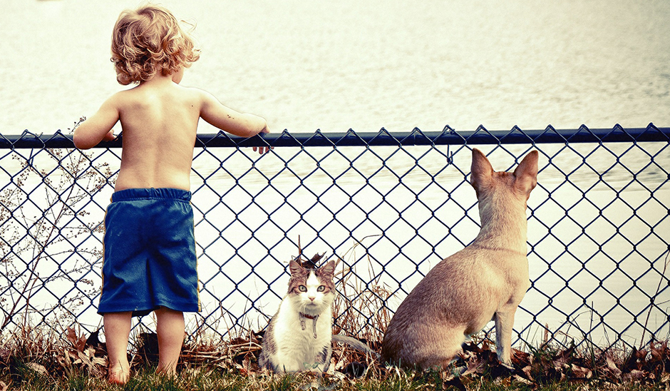 Benefits of dogs Benefits of dogs