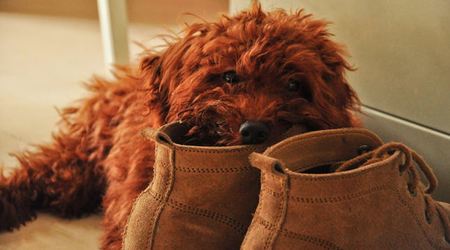 Miért rongál a kutya és mit tehetünk ellene? Miért rongál a kutya és mit tehetünk ellene?
