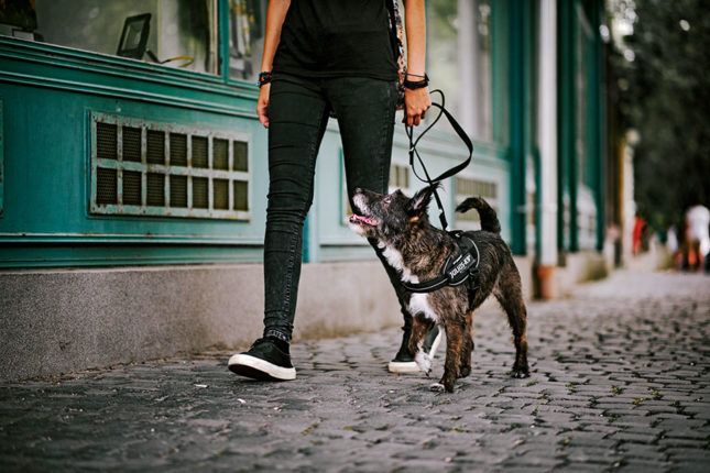 Testbericht – IDC® Powergeschirr® – Hundesport & Co