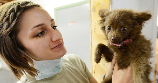 How to Make a Visit to the Vet a Positive Experience