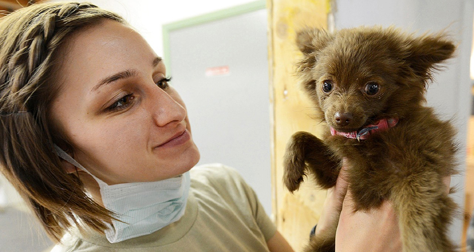 How to Make a Visit to the Vet a Positive Experience How to Make a Visit to the Vet a Positive Experience