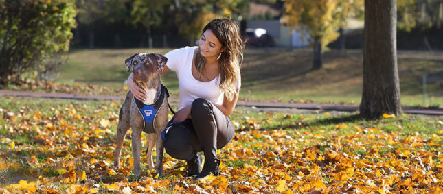 elastic dog harness elastic dog harness