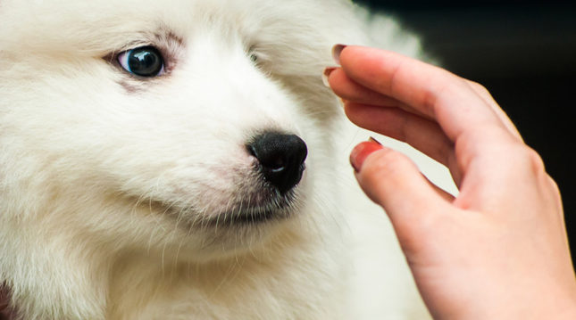 Így mutasd be a kutyádnak a párodat!