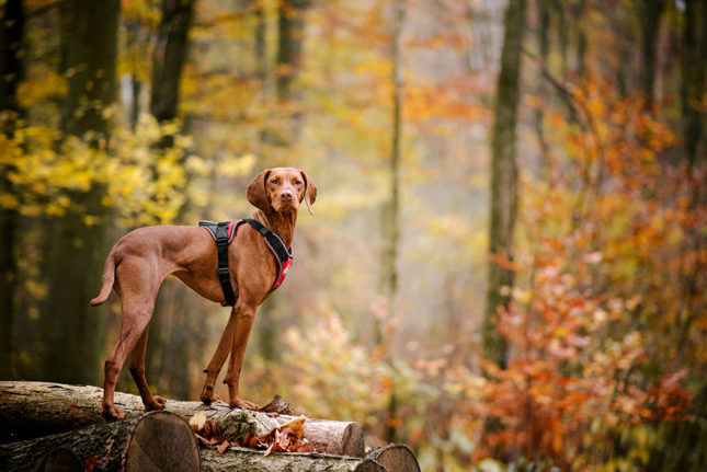 Red Dot Design Award