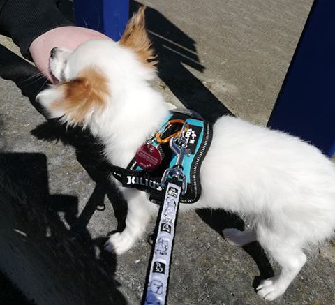 Eine zufriedene Chihuahua