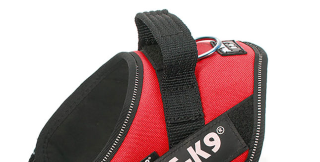 Why is it good to have a padding on the dog’s back?