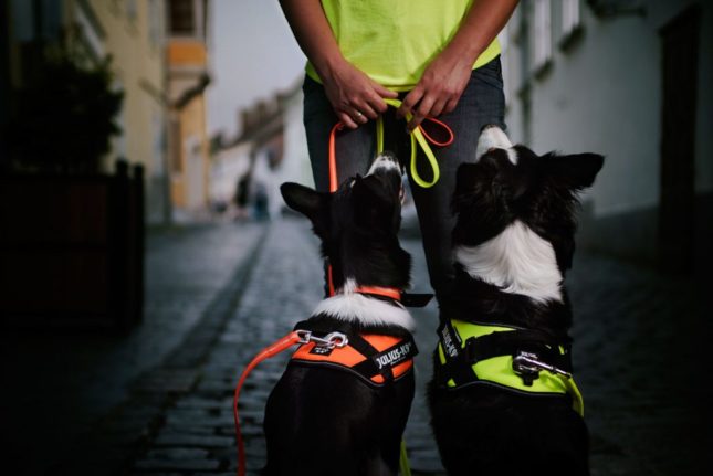 Julius-K9-1-JULIUS-K9®-IDC®-Powergeschirr®-1024×684 Sicher und entspannt durch den Alltag