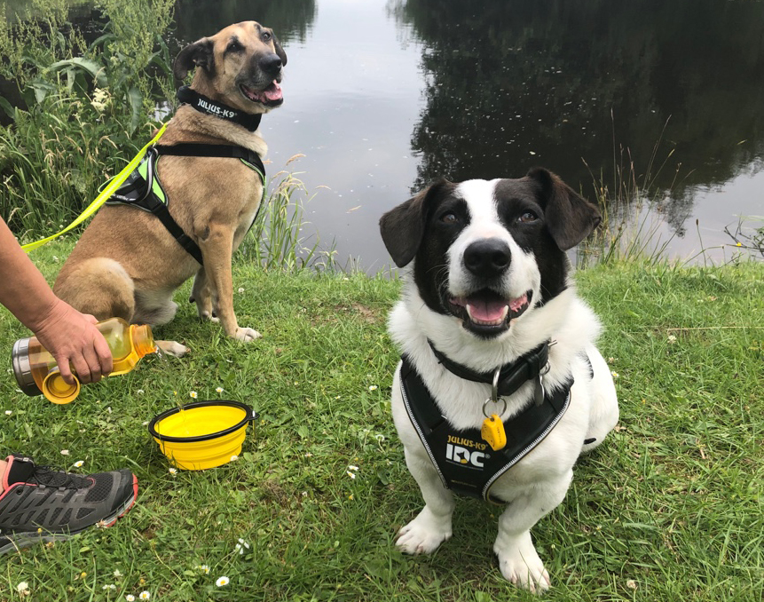 Enzo and the Longwalk