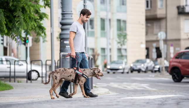 Kutyával a nagyvárosban