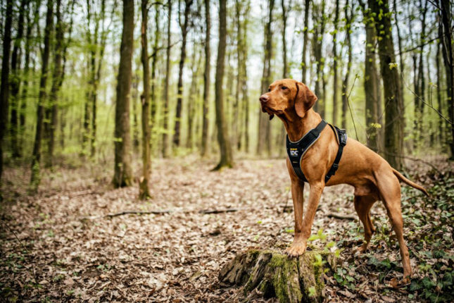 g7-1 A magyar termék, amit mindenki másol