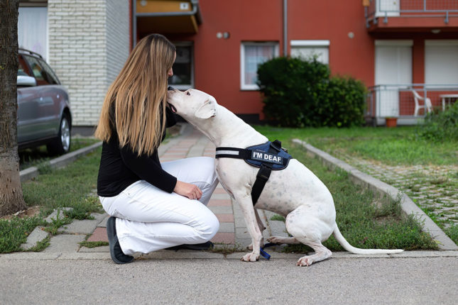 A deaf dog can be your best companion ever A deaf dog can be your best companion ever