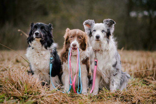 Leashes with handles, rubber and two carabiners – which one should I choose? Leashes with handles, rubber and two carabiners – which one should I choose?