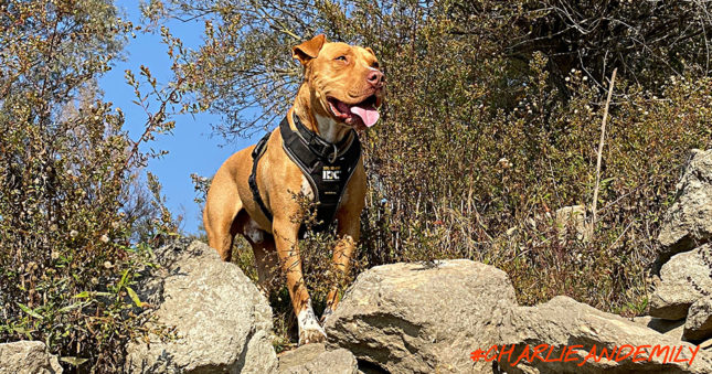 Ami jó, az jó! - Longwalk teszt