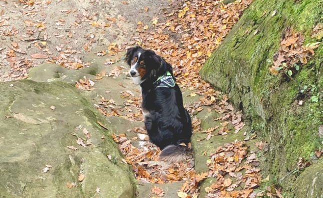 JULIUS-K9 IDC® Longwalk review