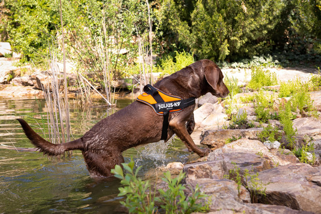 Segítsünk a szomjazó állatoknak!