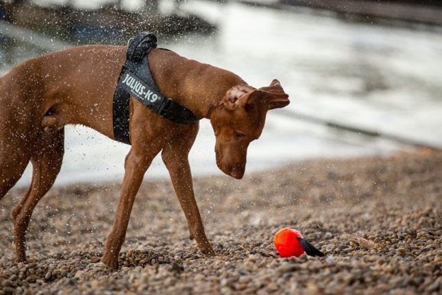 10 Fun Games to Play with Your Dog This Summer-2